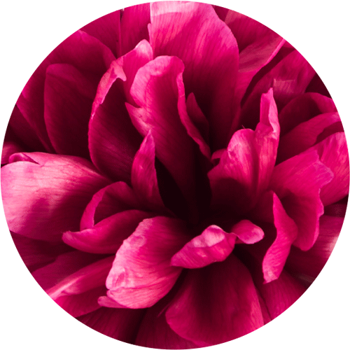 Bloom with our Peony Blossom Collection
