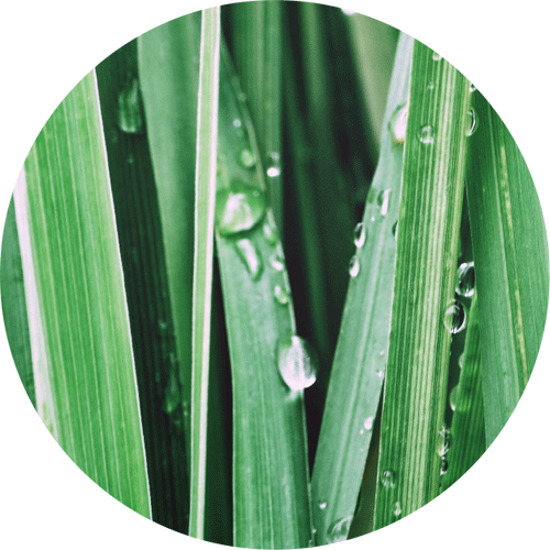 Refresh with the Vetiver & Citrus Collection