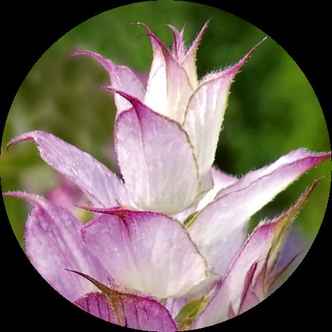 Refresh with the Clary Sage & Mint Collection